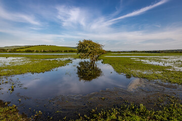 A view over a flooded field in rural Sussex near Lewes, with a hawthorn tree and it's reflection under a blue sky © lemanieh