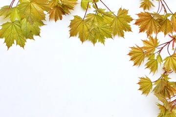 Young maple leaves, green maple leaf, on white background, free space, place for text, top view