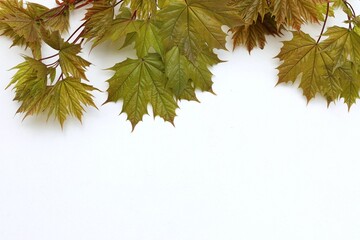 Young maple leaves, green maple leaf, on white background, free space, place for text, top view