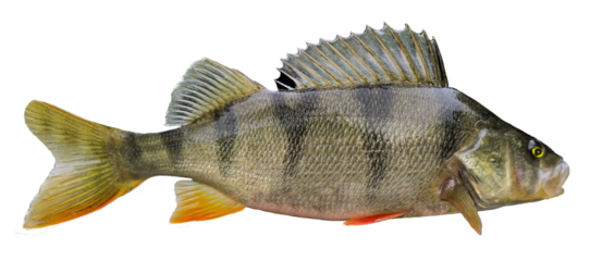 Flussbarsch freigestellt mit aufgestellter Rückenflosse