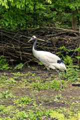 Manchurian crane standing on grassy ground. Trees and branches on the ground in the background. Big white bird on the ground. Long legs, long neck. Bird photos

