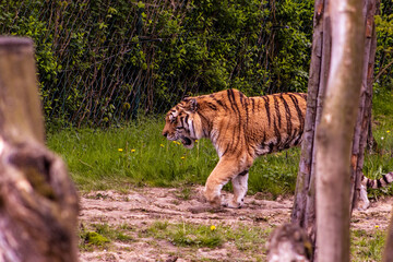 Tiger in zoo exhibit. Tiger standing sideways. Big cat, dangerous beast, animal. An animal living...