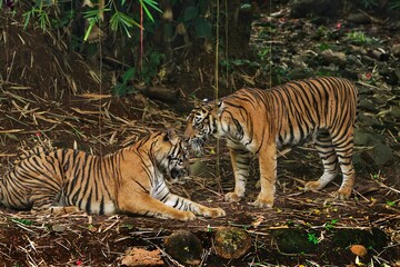 A pair of sumatran tigers are chatting in the thicket