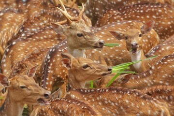 a herd of axis deer is feeding at a zoo