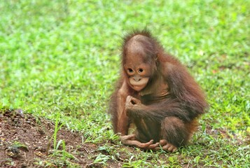 A cute baby orangutan sitting alone in the grass
