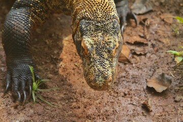 Portrait of a Komodo dragon roaming the land