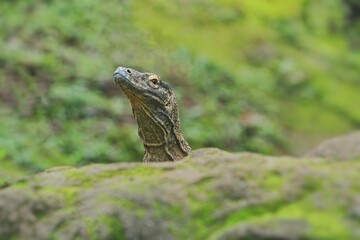 a Komodo dragon poked its head out from behind a rock