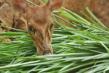 portrait of a Timor deer eating grass at a zoo