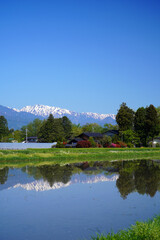 Fototapeta premium 安曇野の春 田園と北アルプス