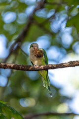 Monk Parakeet (Myiopsitta monachus) - Invasive Charmer of Madrid