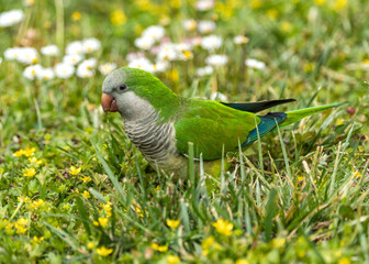 Monk Parakeet (Myiopsitta monachus) - Invasive Charmer of Madrid