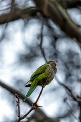 Monk Parakeet (Myiopsitta monachus) - Invasive Charmer of Madrid