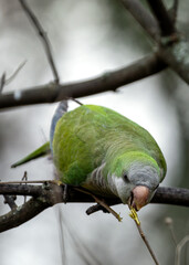 Monk Parakeet (Myiopsitta monachus) - Invasive Charmer of Madrid