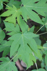 Fresh papaya green leaf texture patterns