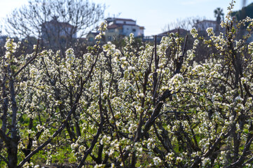 Plum tree during spring time 1