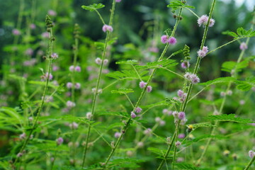 Putri Malu or Mimosa pudica L is a short shrub belonging to the legume tribe which is easily recognized because its leaves can quickly close or wilt. nature background