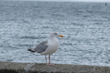 Oiseau de mer .