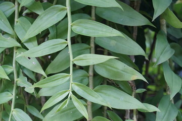 Dendrobium Anosmum Plant in the Garden. green leaves background