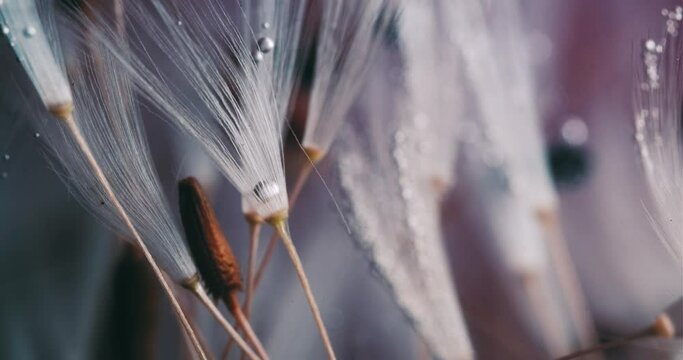 Floral Abstract Composition of Dandelion Seeds