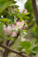 Close-up of a beautiful flowering fruit tree