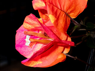 Fiore di Bougainvillea al tramonto