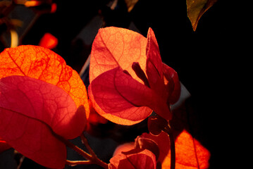 Bougainvillea controluce
