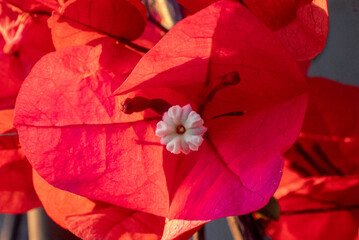 Bougainvillea, pistilli