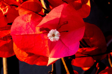 Bougainvillea in fiore