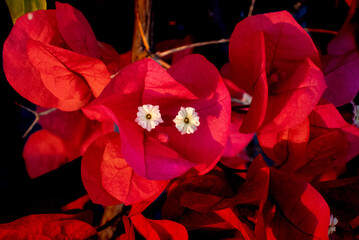 Bougainvillea