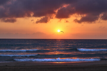 a sunset on the beach with a bird flying overhead and waves