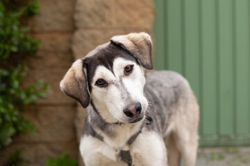 Portrait of a gray dog ​​against the background of a green bush and a brick fence.