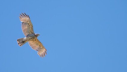 Red-tailed hawk in flight.