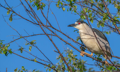 Closeup of a black-crowned night heron perched in a tree in spring.