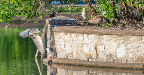 Closeup of a green heron perched on a tree branch surrounded by bright green plants in spring.