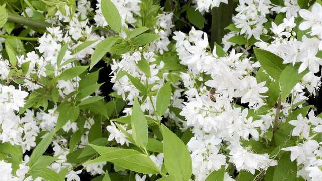 Busy Bees Pollinating Deutzia Gracilis: A Vibrant Display of White Blossoms Amidst Lush Green Leaves