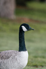 Canada goose, pacific northwest winter morning 