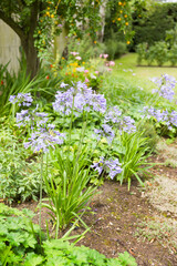 Agapanthus plant, blue African lily growing in UK garden