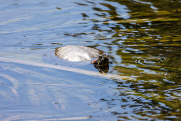 Red eared slider turtle swimming in water