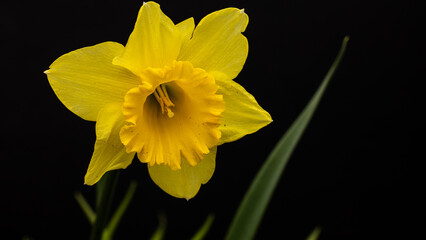 Daffodil on black