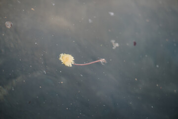 An evocative capture of a lonely dandelion adrift on tranquil water, highlighted by soft, ambient light that creates a serene atmosphere.