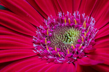 Gerbera jamesonii is indigenous to South Eastern Africa and commonly known as the Barberton daisy, the Transvaal daisy, and as Barbertonse madeliefie in Afrikaans