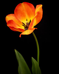 orange tulip on black