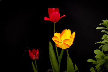red tulips on black background