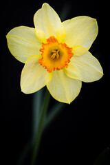 Fototapeta premium Yellow daffodil on black