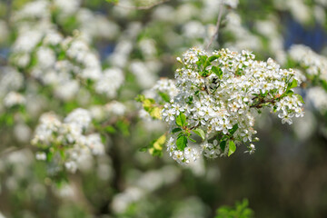 A tree with white flowers is in full bloom
