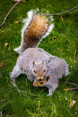 Squirrel family playing together mother and kit on the grass