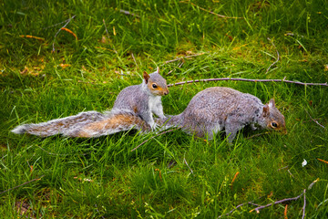 Squirrel family playing together mother and kit on the grass