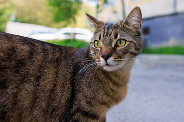 A cat with green eyes stands on a sidewalk