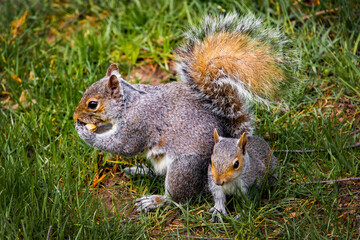 Squirrel family playing together mother and kit on the grass