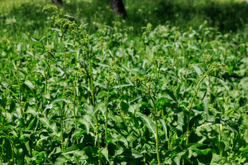 A field of green plants with a few brown trees in the background